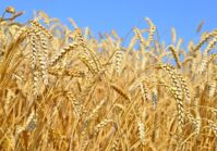 Ukraina spodziewa się utrzymać tegoroczny eksport rolny na dotychczasowym poziomie 20 mld USD.