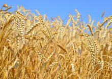 Ucrania espera mantener las exportaciones agrícolas de este año en los 20.000 millones de dólares anteriores.