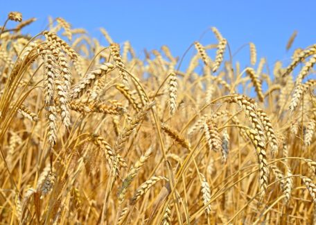 L’Ukraine s’attend à maintenir les exportations agricoles de cette année au niveau de 20 milliards de dollars comme l’année précédente. 