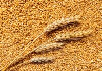 Los precios mundiales del trigo cayeron un 25% y el aumento de la oferta seguirá impulsando esta tendencia.