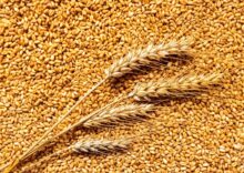 На Одещині 40% експортерів зерна працюють в “тіні”.