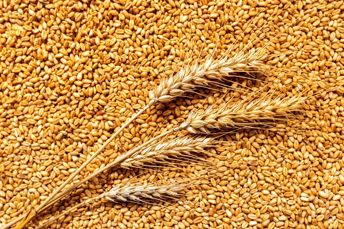 Global wheat prices dropped by 25%, and increased supply will continue to drive this trend.