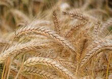 The UN predicts the world’s second-largest wheat harvest.