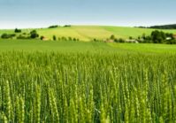 L'Ukraine prévoit de semer une superficie de blé record de 12 ans.