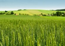 Украина планирует засеять рекордные за 12 лет площади пшеницей.