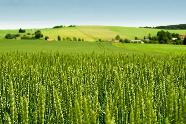 Ucrania planea sembrar un área de trigo récord de 12 años.