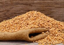Світові ціни на пшеницю зростають через турбулентність в Чорному морі.