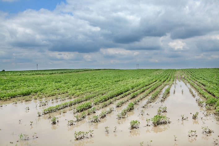 Die Verluste in der Landwirtschaft durch die Katastrophe im Kraftwerk Kachowka könnten 10 Mrd. USD übersteigen, und die Umweltschäden belaufen sich bereits auf über 55 Mrd. UAH,