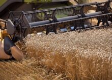 Ukraińscy rolnicy przewidują 36% spadek zbiorów zbóż i roślin oleistych.
