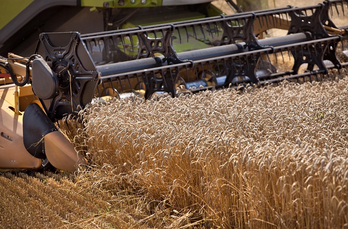 Stany Zjednoczone poprawiają prognozę zbiorów zbóż w Ukrainie.