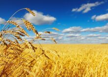 Авария на Каховской плотине в Украине привела к росту цен на пшеницу и угрожает мировой продовольственной безопасности.