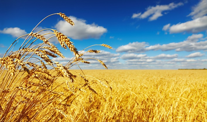 The Kakhovka Dam Disaster in Ukraine has increased wheat prices and threatens global food security.