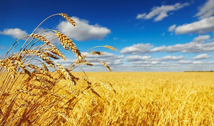 The Russian provocation in the Black Sea increased wheat prices.