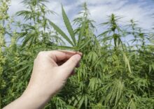 The Rivne businesses plan will create a circular processing process for industrial hemp,