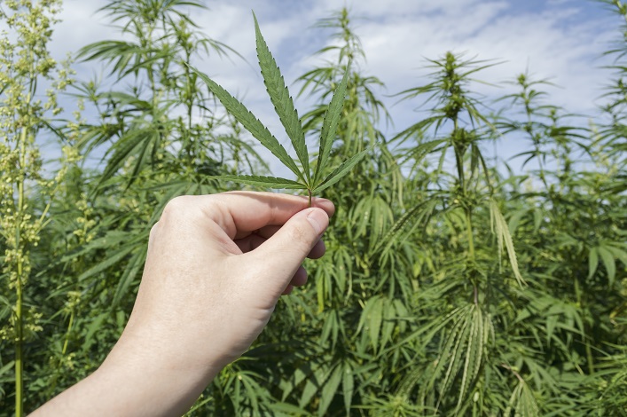 The Rivne businesses plan will create a circular processing process for industrial hemp,