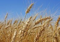 Світові ціни на пшеницю знижуються після виходу першого судна з українського порту Чорноморськ.