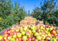 Die ukrainische Bukowina exportiert Äpfel nach Europa, Saudi-Arabien, die VAE und die Türkei.