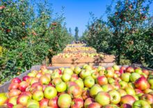 Українська Буковина експортує яблука до Європи, Саудівської Аравії, ОАЕ та Туреччини.