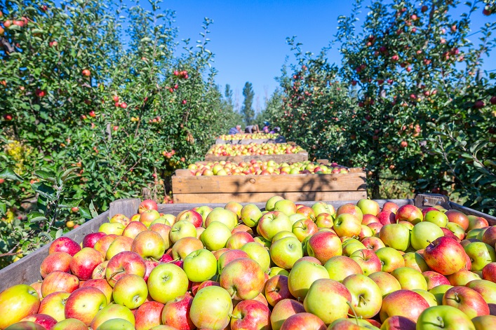 La ucraniana Bukovyna exporta manzanas a Europa, Arabia Saudita, Emiratos Árabes Unidos y Turquía.