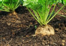 The EU refuses to increase sugar beet production due to the threat of competition with Ukraine.