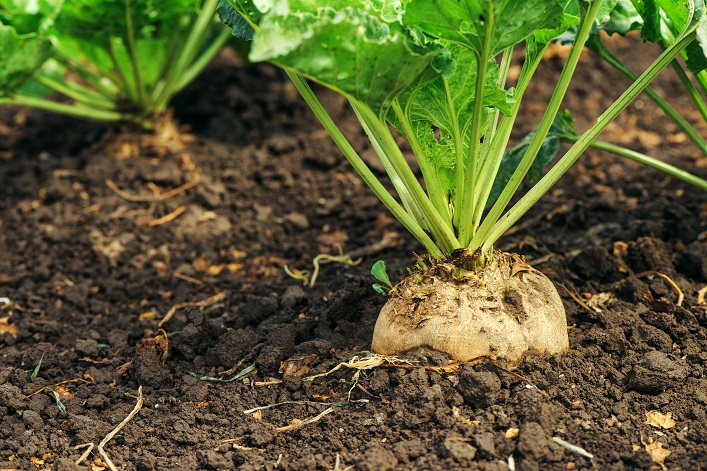 The EU refuses to increase sugar beet production due to the threat of competition with Ukraine.