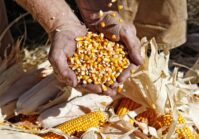 Ціни на українську пшеницю та кукурудзу падають на тлі сезонних чинників.