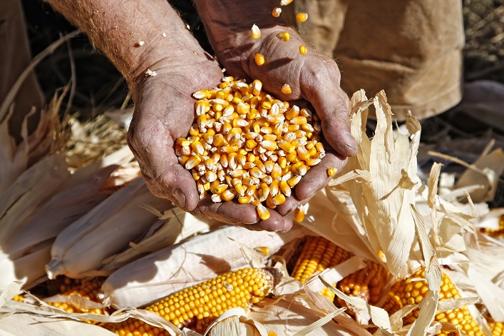 Bayer wird in der Region Schytomyr eine 60 Mio. EUR teure Produktionsanlage für Maissaatgut errichten.