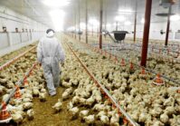Las empresas ucranianas y saudíes han invertido conjuntamente más de 50 millones de dólares en aves de corral en la cadena de valor avícola de Arabia Saudita.