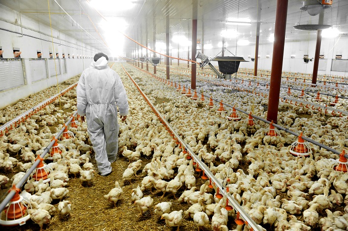 Ukrainian and Saudi companies have jointly invested over $50M in poultry in the Poultry Value Chain in Saudi Arabia.