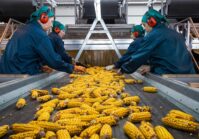 USAID AGRO zapewnia 703 mln hrywien na rozwój zorientowanego na eksport przetwórstwa zbóż, oleju i roślin strączkowych.