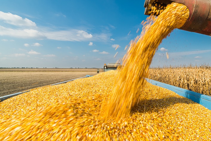 Due to export restrictions, a large harvest will not bring profit to Ukrainian farmers.