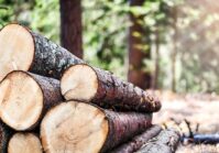 Le plus grand producteur de bois d'Ukraine revendique des pertes dues au blocus frontalier.
