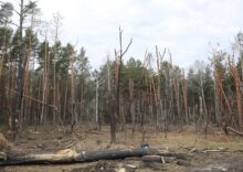 РФ знищила понад 60 000 га українських лісів на щонайменше ₴14 млрд.