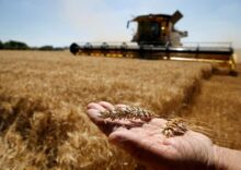 Мінагрополітики покращило прогноз урожаю зернових та олійних культур на 4 млн тонн у наступному сезоні.