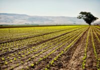 Los participantes en la subasta de tierras ganaron más de 1.000 millones de UAH.