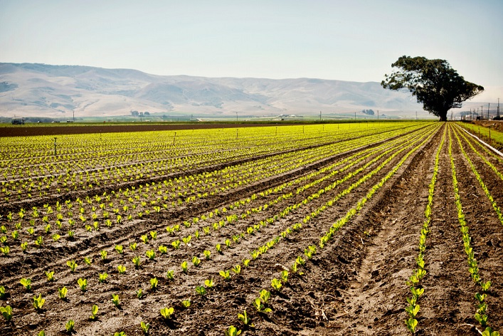 Los participantes en la subasta de tierras ganaron más de 1.000 millones de UAH.