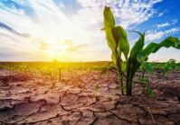 El calor destruirá hasta el 20% de la cosecha de este año, pero los altos precios pueden compensar esto a los agricultores ucranianos.