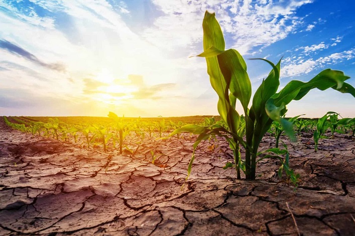 Die Hitze wird bis zu 20% der diesjährigen Ernte vernichten, aber die hohen Preise können die ukrainischen Landwirte dafür entschädigen.