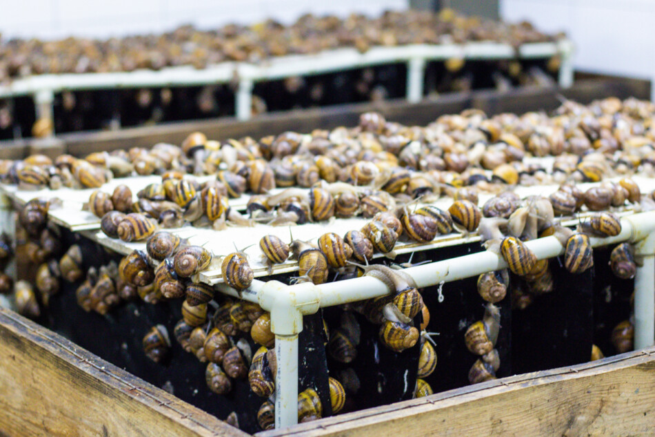 In der Region Winnyzja wurde eine modulare Farm für den Anbau von Lebensmitteln für den Export in Betrieb genommen.