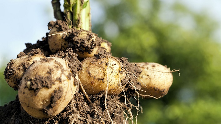 Ukraine's potato production decreases, forcing record-breaking prices.