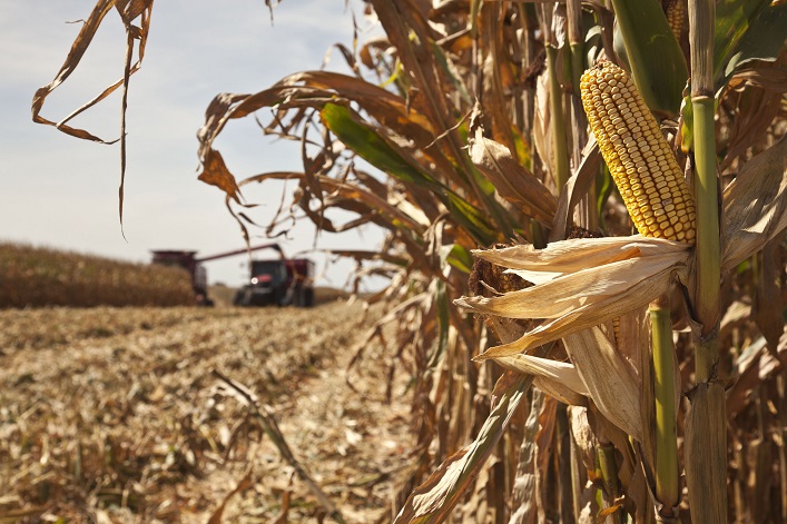 В Україні прогнозується найменший урожай кукурудзи за останні сім років.