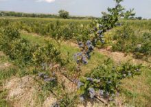 Бізнесмен з України за сім місяців збудував успішне ягідне підприємство у Польщі.