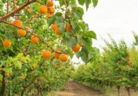 Ukrainian farmers are investing in orchards and exporting products to the EU and the Middle East.