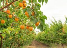 Ukrainian farmers are investing in orchards and exporting products to the EU and the Middle East.