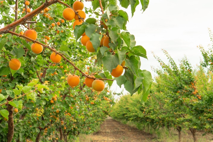 Ukrainian farmers are investing in orchards and exporting products to the EU and the Middle East.