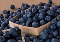 New markets are opening for Ukrainian agricultural products: Where do they plan to export?
