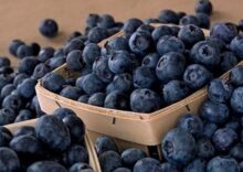 Для Української агропродукції відкриваються нові ринки: куди планується експорт?