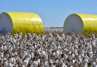 Another step toward gunpowder production: Farmers will receive subsidies for growing cotton.