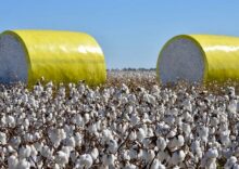Another step toward gunpowder production: Farmers will receive subsidies for growing cotton.