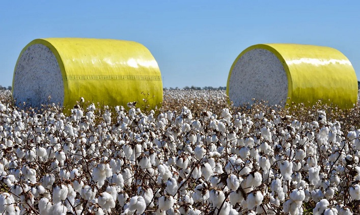 Otro paso hacia la producción de pólvora: Los agricultores recibirán subsidios para el cultivo de algodón.